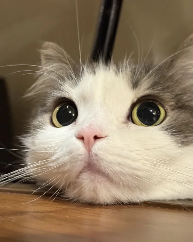 こえのひと